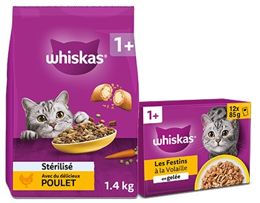 Chats 1 an et +