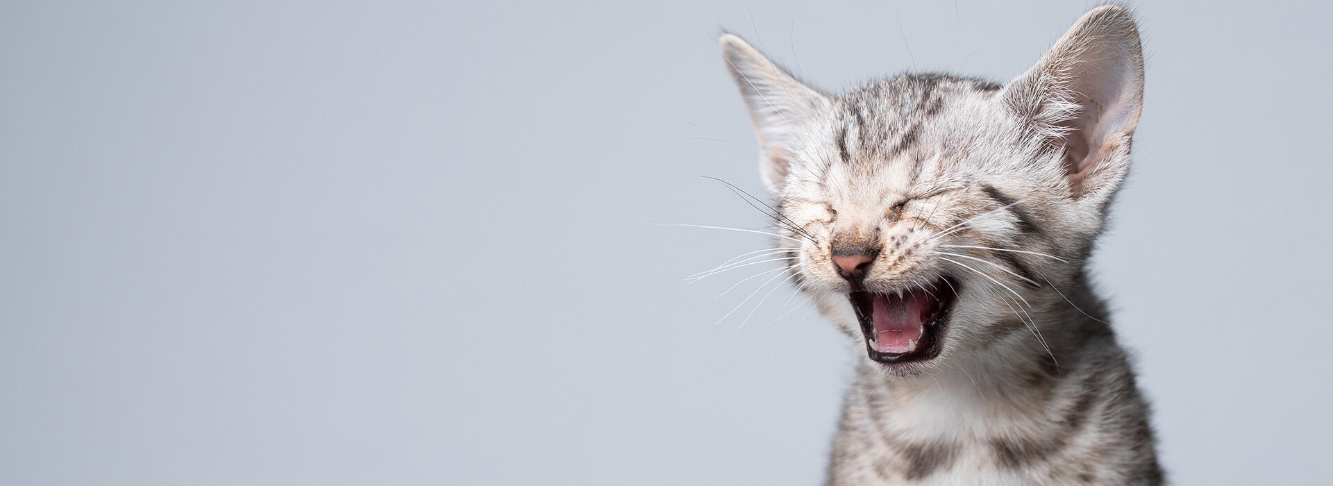 Le langage des chatons
