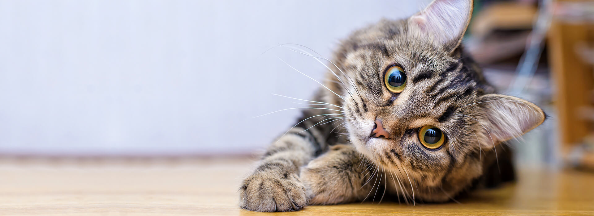 Chats 1 an et + Le language des chats