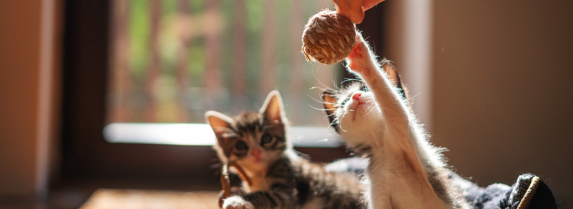Socialization et jeu