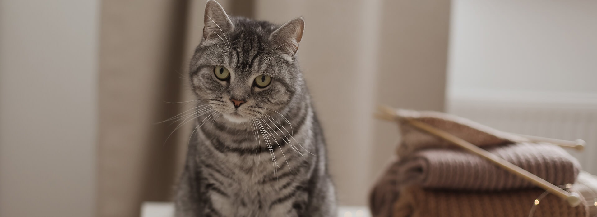 Chats 1 an et +Soins et santés