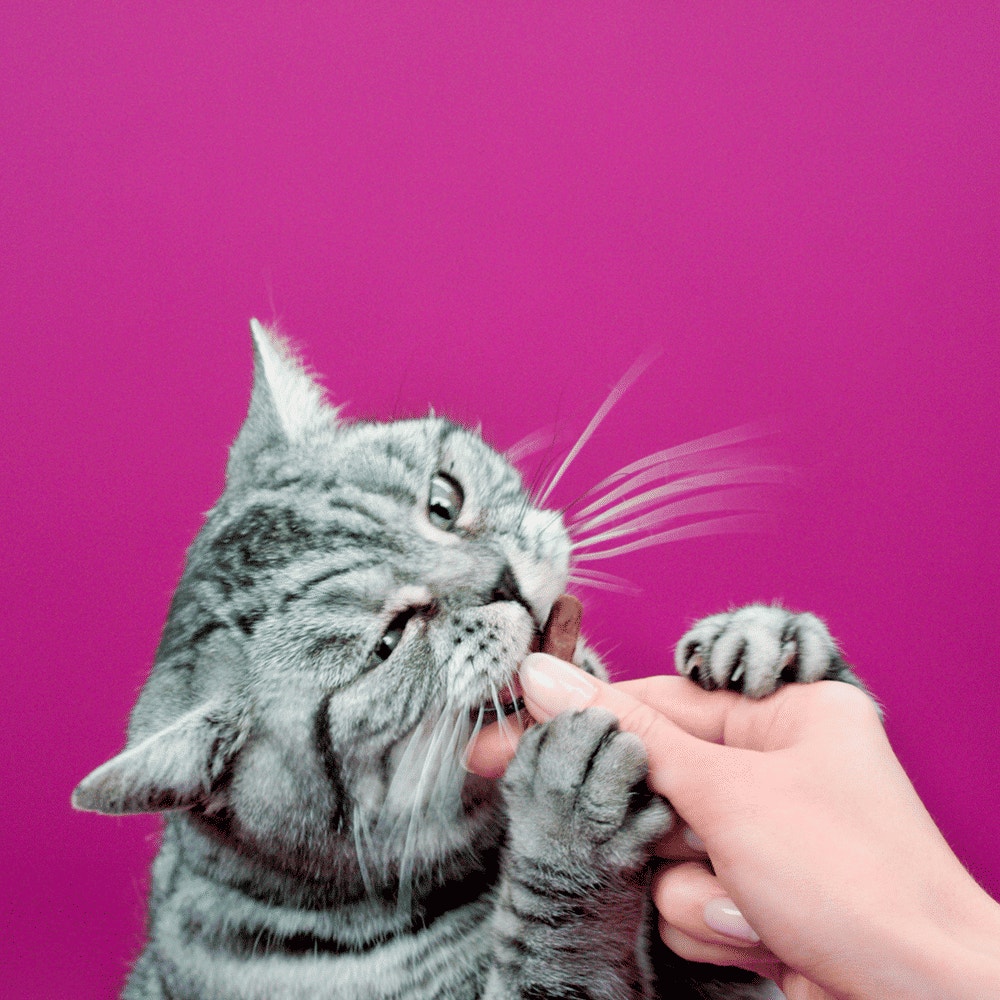 WHISKAS® Sticks Au Saumon Friandises Pour Chat Adulte 3 x 6g - 7