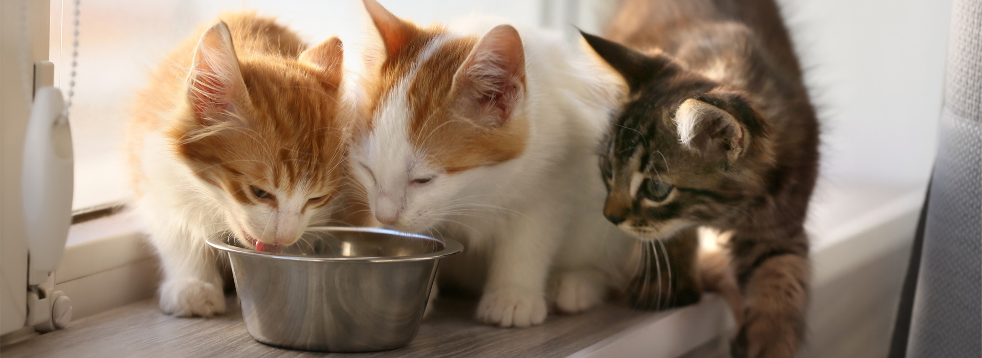 Pâtée pour chaton : une aide précieuse pour le sevrage du chaton