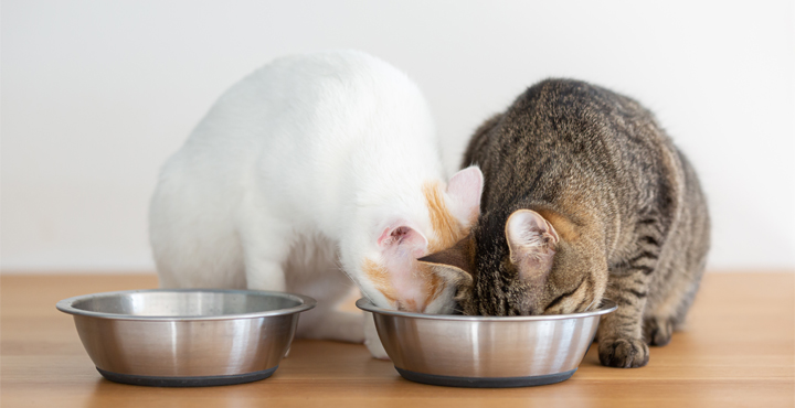 alimentation-pour-chat-une-alimentation-adaptee-aux-besoins-de-chaque-chat.jpg