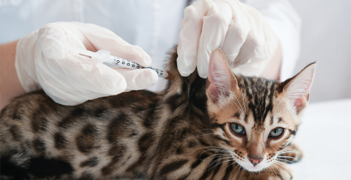 vacciner-votre-chat-soins-obligatoires-et-preventifs.jpg