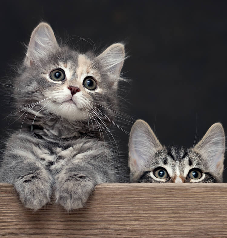 Accueillir un chaton