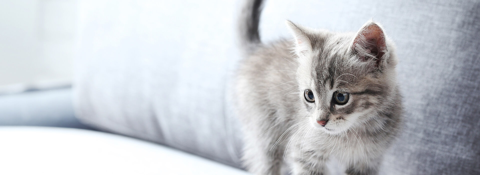 Comportement whiskas