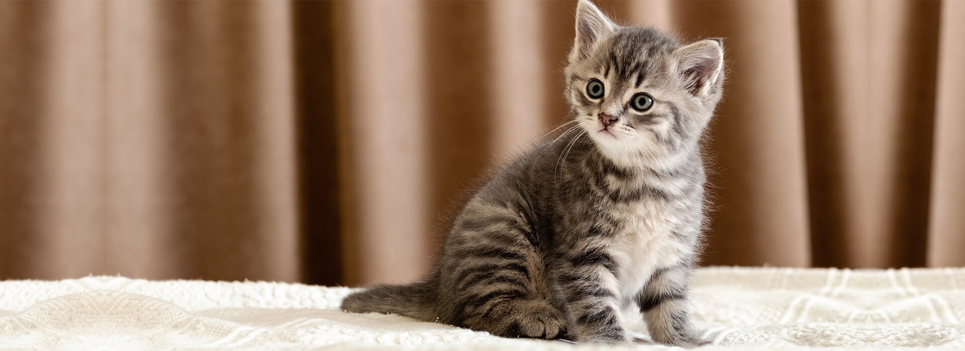 chaton whiskas