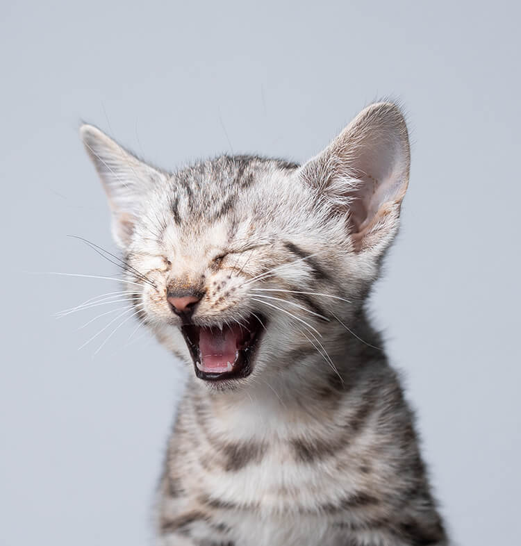 Le language des chatons