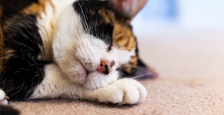 combien-de-temps-dort-un-chat-respecter-le-rythme-de-vie-dun-chat.jpg