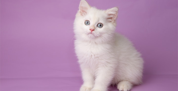 du-reconfort-pour-votre-Chaton.jpg