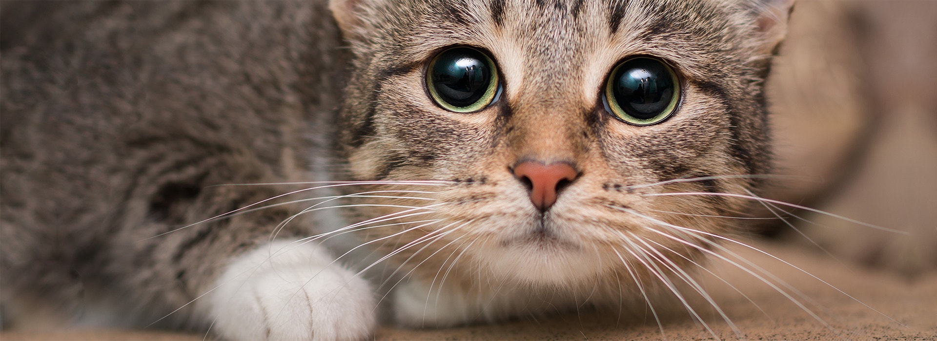 mon-chat-est-tres-craintif-comment-y-remedier.jpg