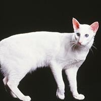 large_le-mandarin-636694020831587995.jpg
