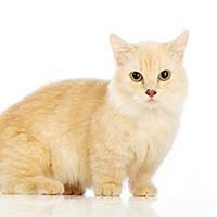 large_le-munchkin-636693335923256995.jpg