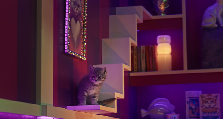 Jouer avec votre Chat - Comment partager de bons moments