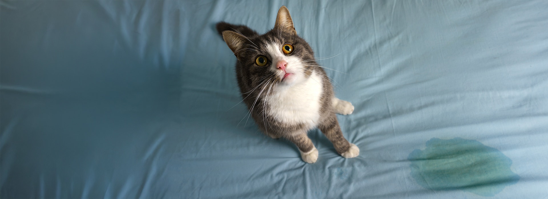 Mignon chat tabby assis à côté de draps humides