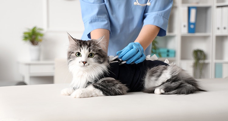 Chat à poils longs allongé sur une table d’examen pendant qu’un vétérinaire en blouse bleue et gants examine son dos.