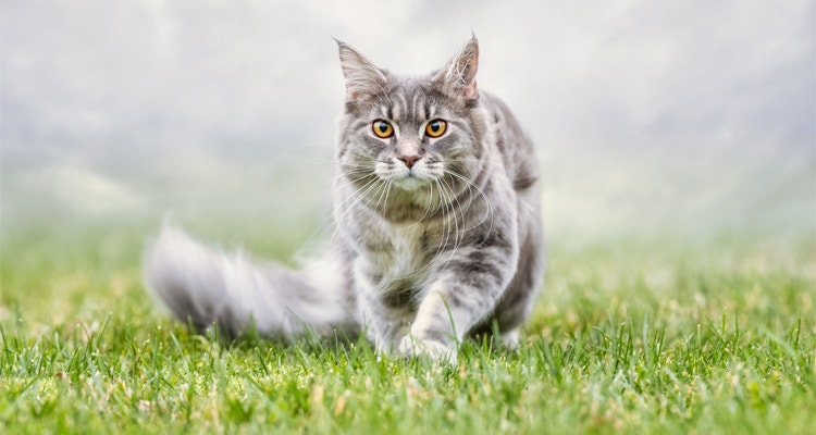 chat d’appartement ou d'extérieur avec promenade à l'extérieur