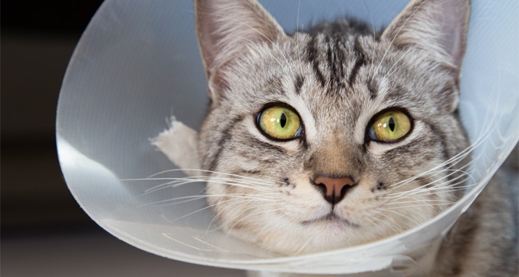 Stérilisation chat - Dois-je stériliser mon chat ?