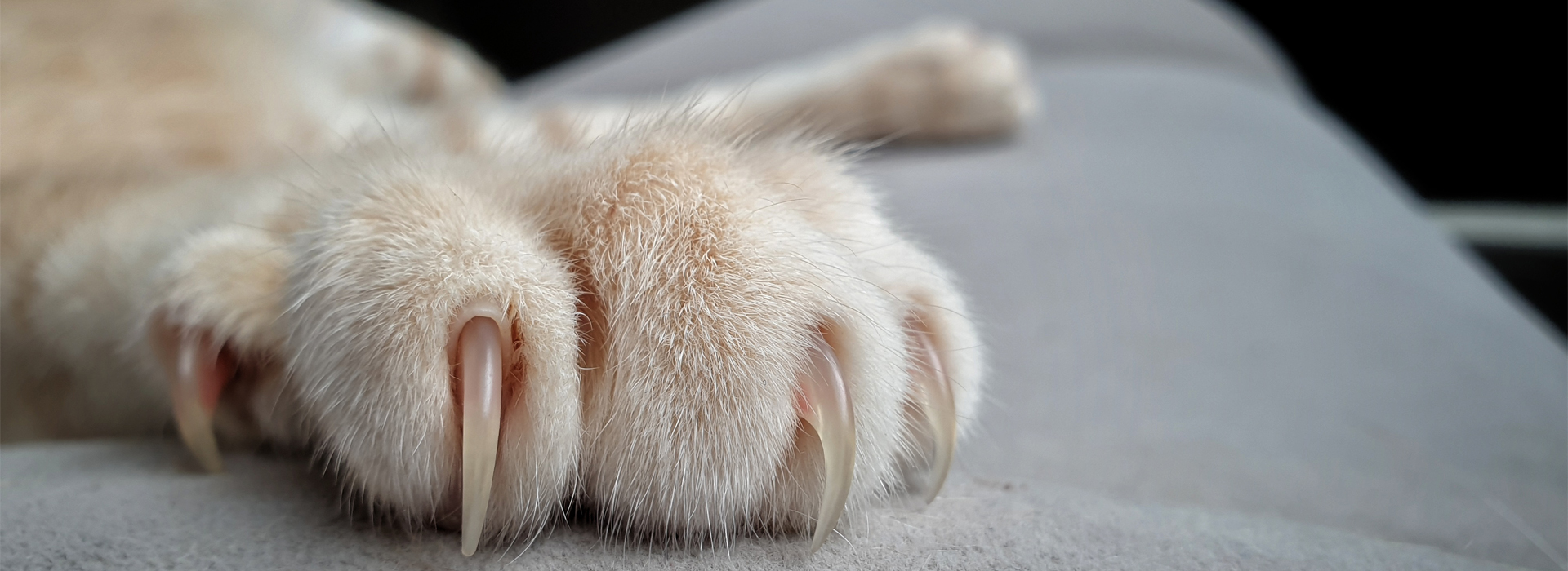 Chaton-agressif-controler-lagressivite-de-votre-Chaton.jpg