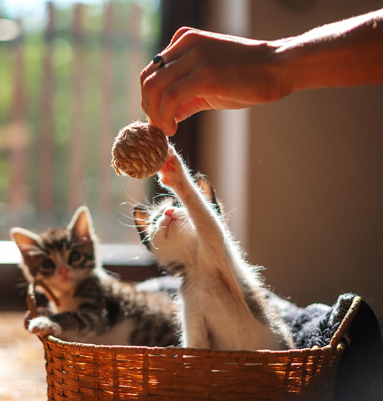 Socialization et jeu