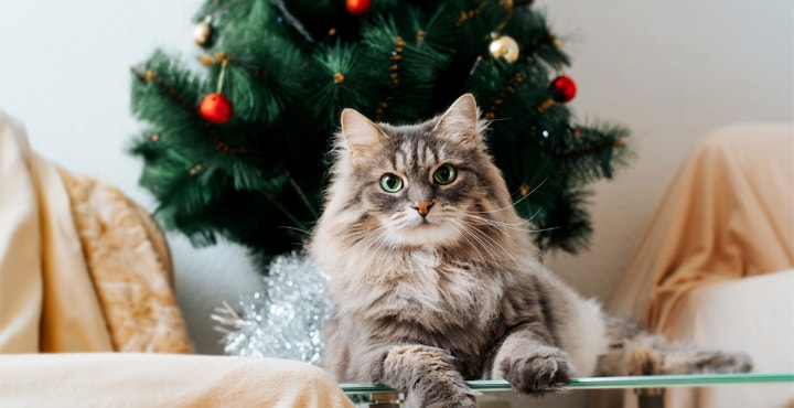 aliment-dangereux-pour-les-chats-noel-une-periode-a-risque.jpg