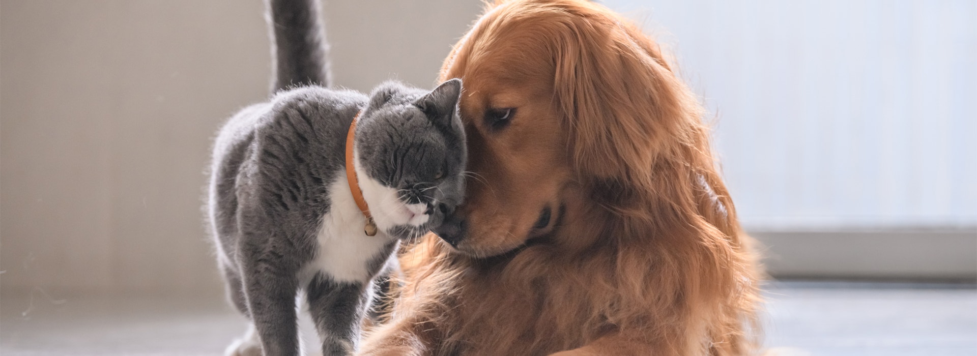 cohabitation-chat-et-chien.jpg