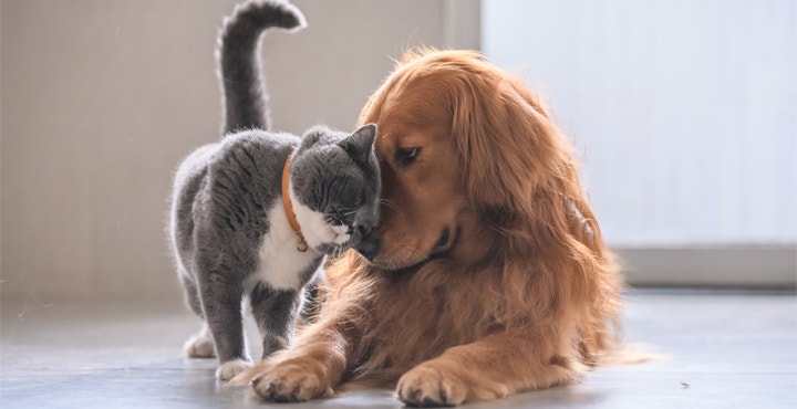 cohabitation-chat-et-chien.jpg