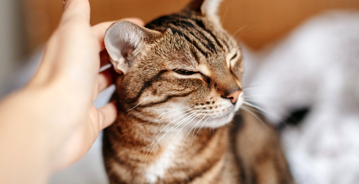 La saison des amours chez le chat