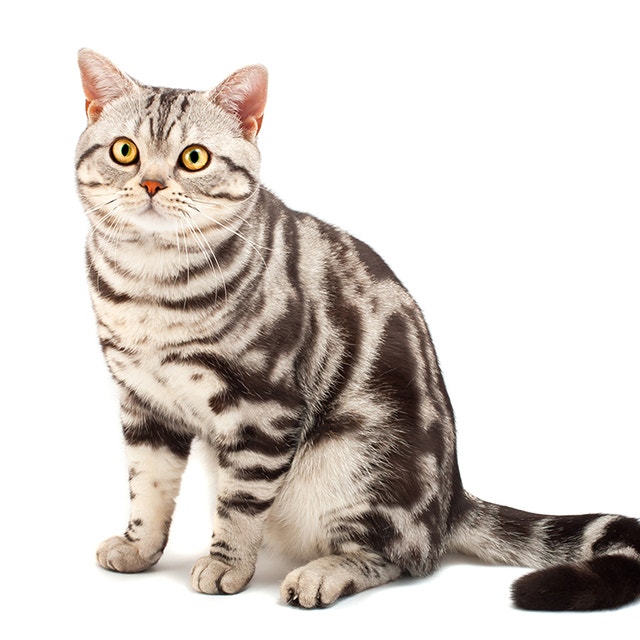 American-Shorthair.jpeg