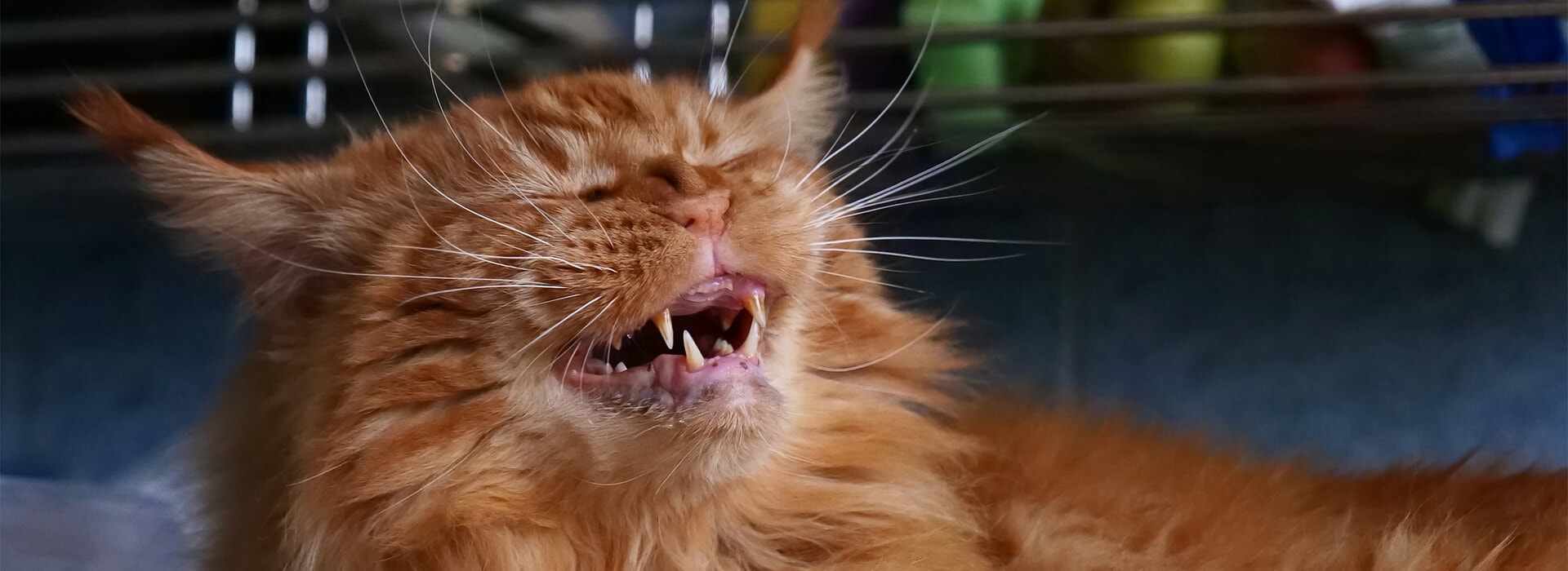 chat roux qui éternue