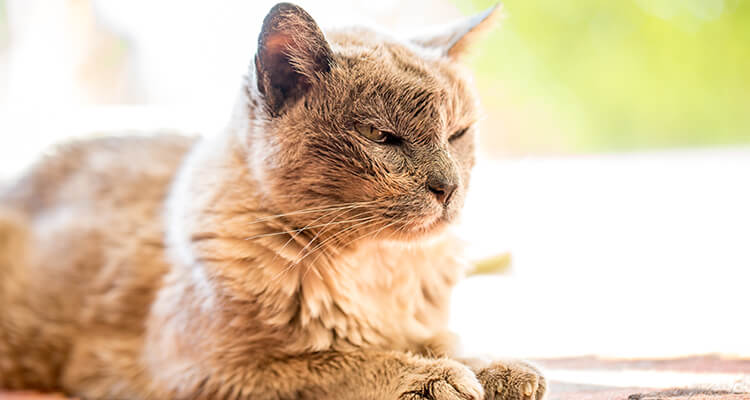 Un chat âgé au visage marqué est allongé sur un tapis, ayant un air pensif et calme.
