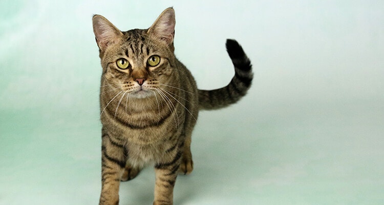 Vue de face d'un chat tigré debout regardant directement la caméra, avec un fond vert clair.