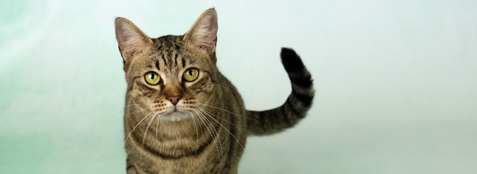 Vue de face d'un chat tigré debout regardant directement la caméra, avec un fond vert clair.