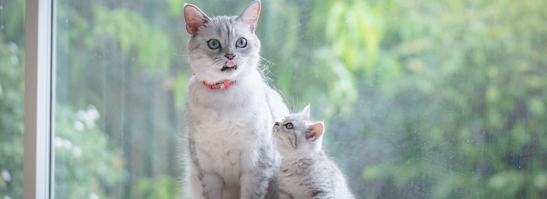 Un chat gris et un chaton assis sur un arbre à chat, le chaton regardant le chat. Ils sont à l'intérieur, devant une grande fenêtre montrant un feuillage vert à l'extérieur.