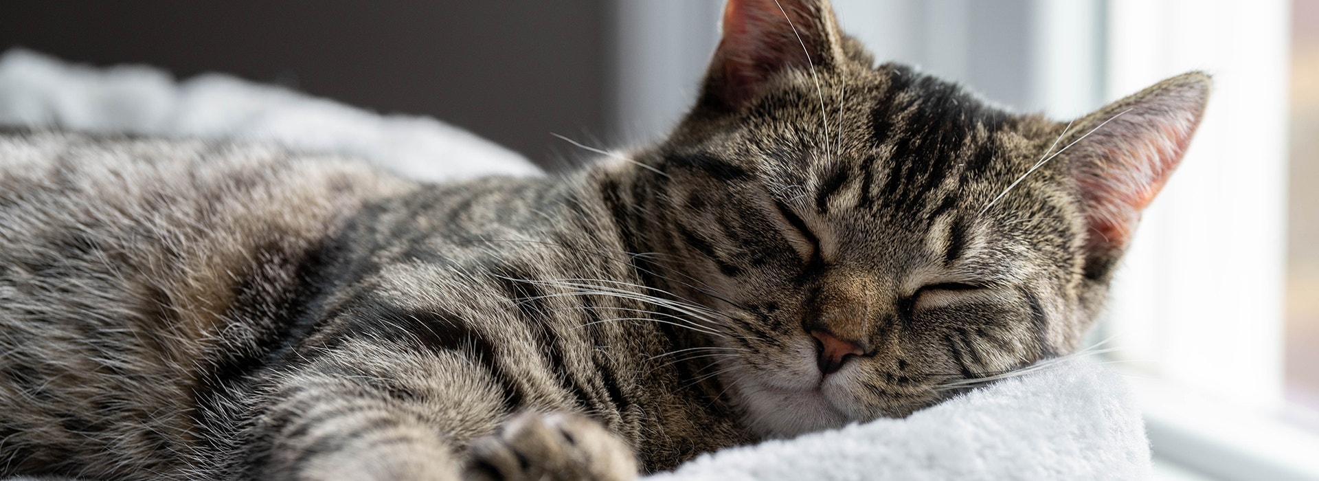 Mon chat dort beaucoup : causes et solutions