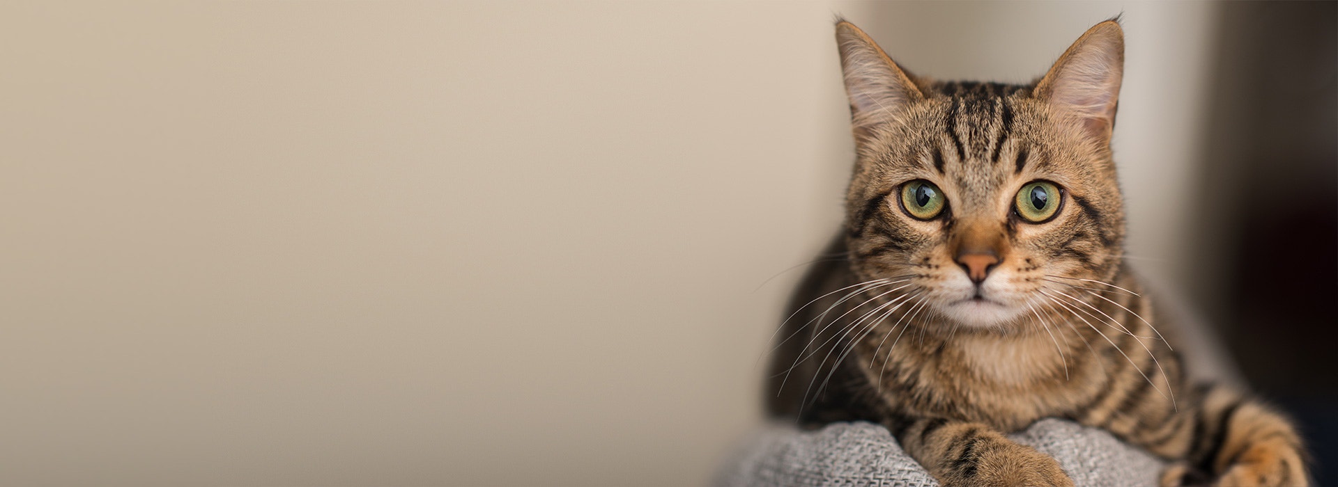 Comment savoir si mon chat est heureux ?