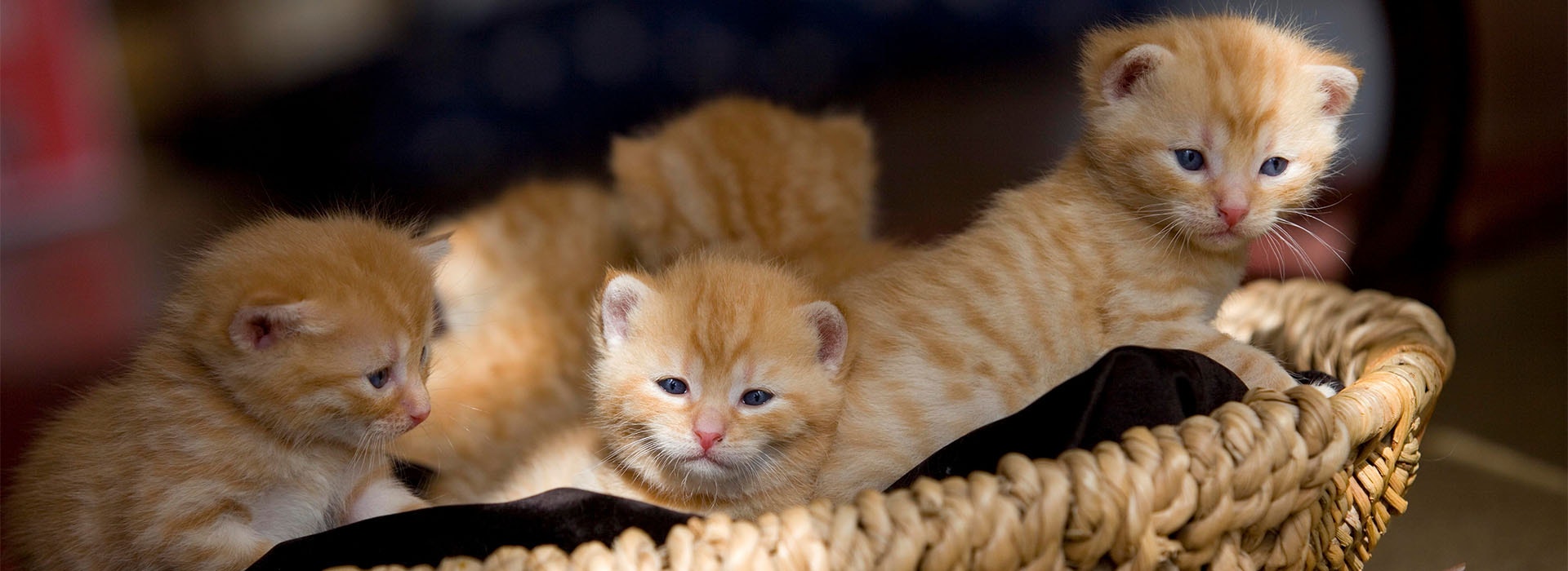 Deux chatons roux installés dans un panier