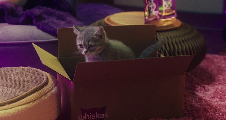 Accueillir un chaton