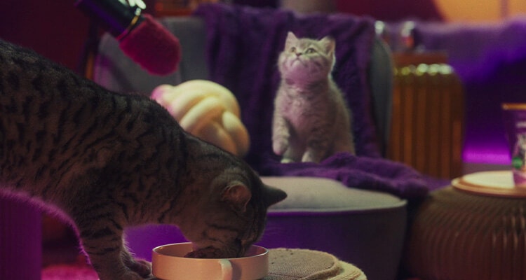 Nourrir un chaton - Une transition en douceur