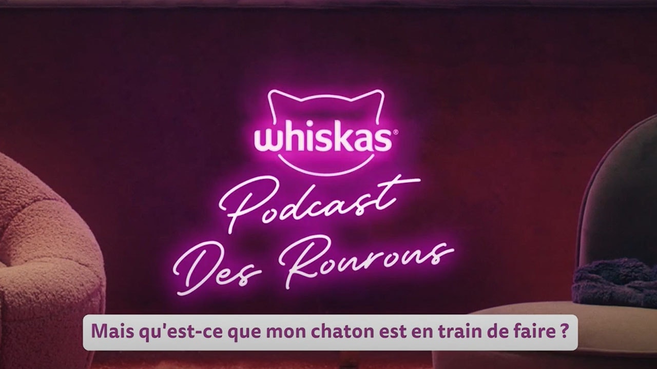 Que diable fait mon chaton ?