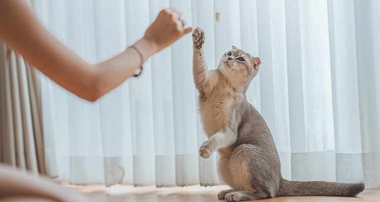Chat brun clair assis sur le sol, levant la patte pour jouer avec un jouet tenu par une personne.