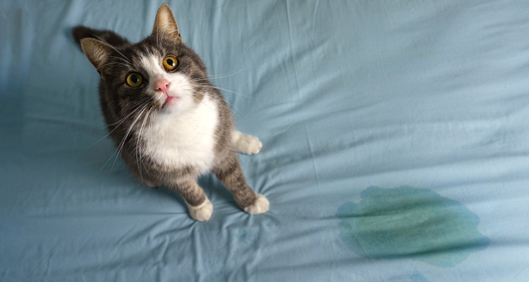 Mignon chat tabby assis à côté de draps humides