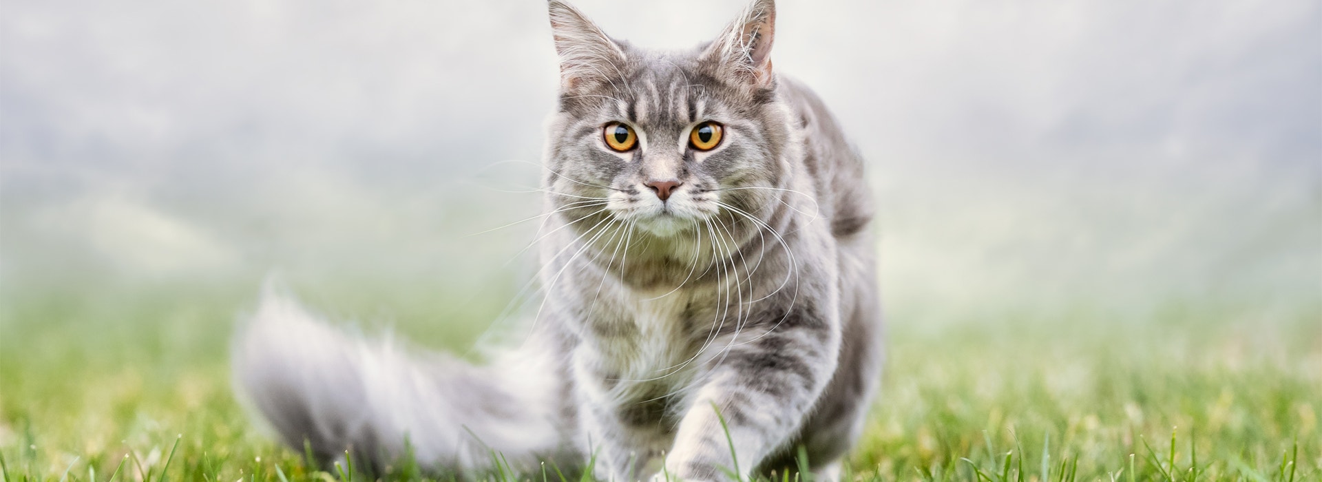 chat d’appartement ou d'extérieur avec promenade à l'extérieur