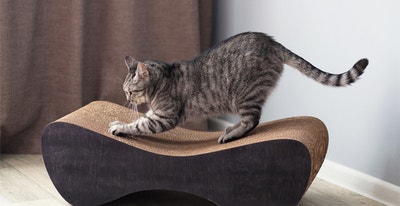 griffoir-pour-chat-quel-griffoir-pour-mon-chat.jpg