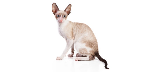 Cornish Rex.jpeg