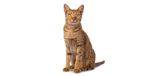 Ocicat.jpeg
