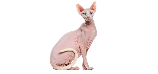 Sphynx