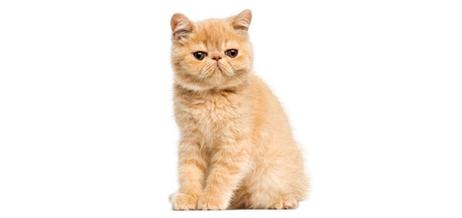 Exotic Shorthair.jpeg