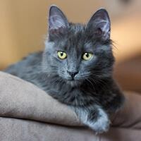 large_le-nebelung-636693335649763995.jpg
